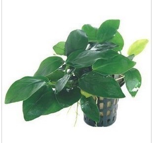 小榕草 中前景水草造景 一盆