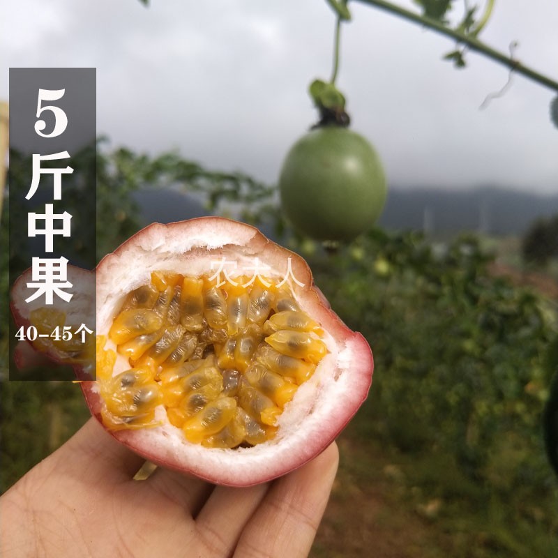 新鲜采摘云南百香果鸡蛋果西番莲 孕妇水果 5斤装40-45个左右在类目 水产肉类/新鲜蔬果/熟食, 新鲜水果, 百香果中 - 来自Buy2taobao.com提供专业的淘宝代购服务
