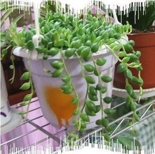 促销盆栽室内绿植花卉植物珍珠吊兰花净化空气