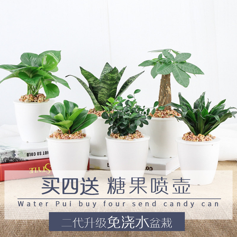 发财树绿萝办公室盆栽虎皮兰栀子花室内盆栽文竹绿植花卉水培植物
