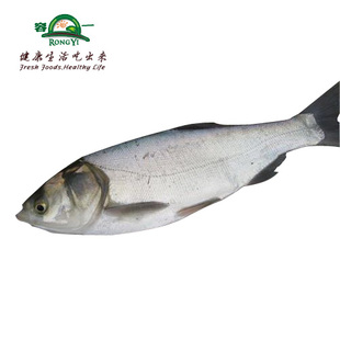  【容一 上虞同城直送】水产品新鲜淡水鱼 鲢鱼白鲢