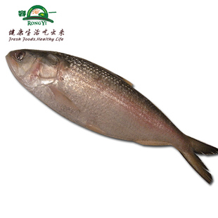  【容一 上虞同城直送】水产品新鲜海鲜 鲥鱼（大小一斤左右）