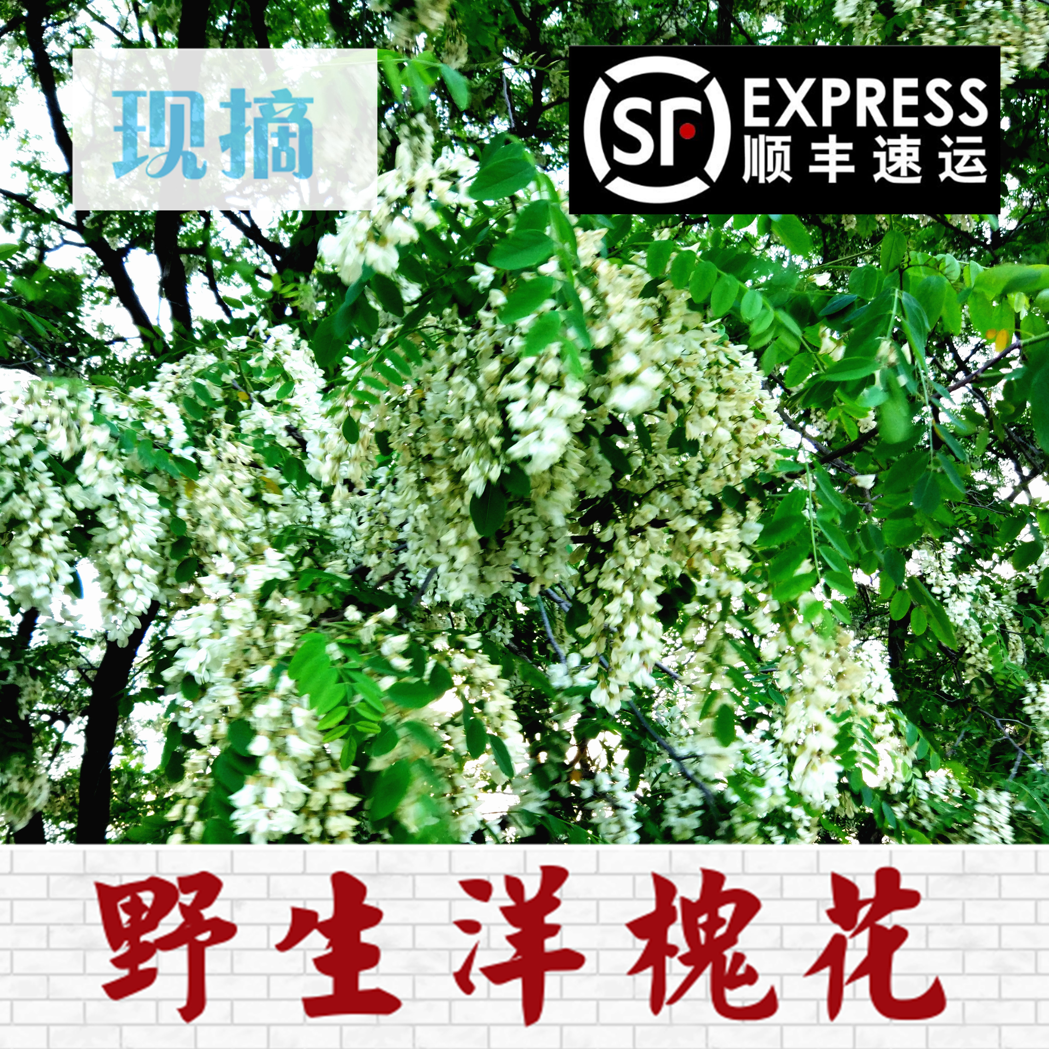 2017即摘甘肃陇南山区野生无污染绿色槐米槐花洋槐花付邮尝鲜|ruв категории водной мясо/свежие фрукты и овощи/еда, свежие овощи/овощной продукции, свежие овощи, другие - от Buy2taobao.com для оказания профессиональной услуги покупки агента Taobao