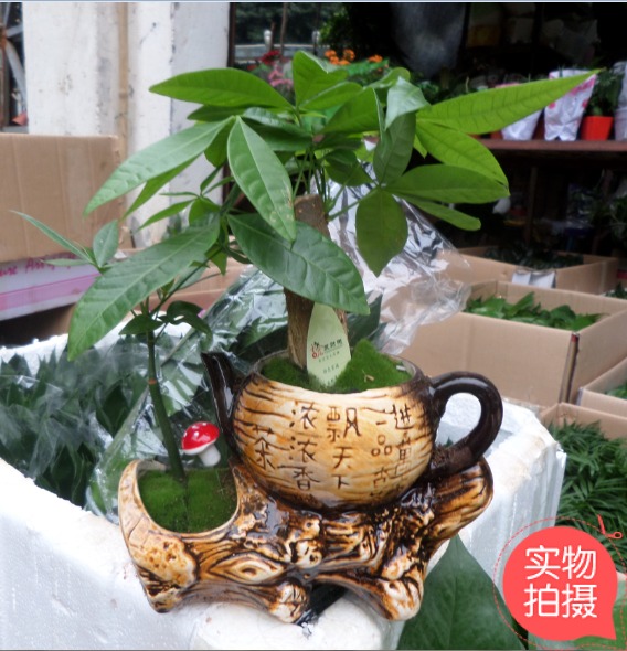 重庆花卉桌面植物盆栽高档发财树组合净化空气观叶绿植办公室室内在类目 鲜花速递/花卉仿真/绿植园艺, 花卉/绿植盆栽(新), 绿植中 - 来自Buy2taobao.com提供专业的淘宝代购服务