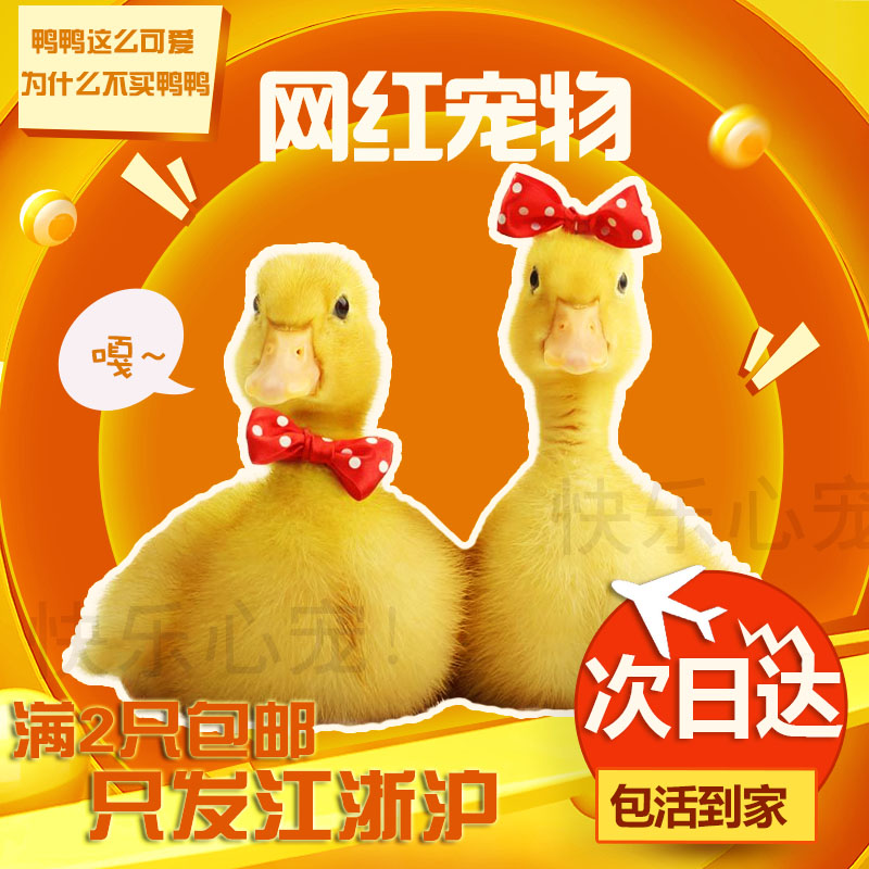 网红宠物小黄鸭子苗儿童节宠物大白鸭幼儿园鸭子纯活体活的柯尔鸭|msdalam kategori haiwan peliharaan/makanan haiwan dan bekalan, haiwan kesayangan yang lain, haiwan kesayangan yang lain - dari Buy2taobao.com untuk memberikan perkhidmatan ejen Taobao profesional membeli