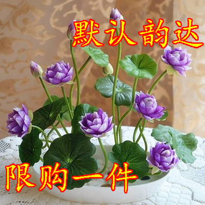 四季播种开口碗莲种子套餐水培植物绿植盆栽睡莲荷花水生花卉包邮