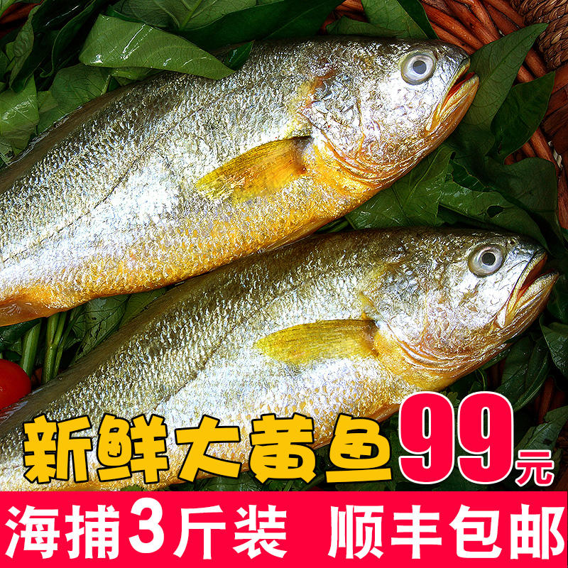 威海野生深海鱼新鲜黄花鱼大黄鱼鲜活冷冻海鲜鱼蒜瓣肉3斤装顺丰在类目 水产肉类/新鲜蔬果/熟食, 海鲜/水产品/制品, 其它中 - 来自Buy2taobao.com提供专业的淘宝代购服务
