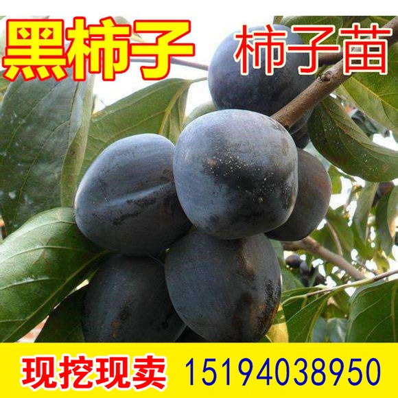 果树苗 嫁接黑柿树苗柿子苗 地栽南北方种植 当年结果 黑柿子树苗|msdalam kategori penghantaran bunga/bunga simulasi/tumbuhan berkebun, 花园植物/行道树/果树, 果树 - dari Buy2taobao.com untuk memberikan perkhidmatan ejen Taobao profesional membeli