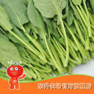  农场直供 东升芥兰苗_新鲜青菜芥蓝苗_健康蔬菜 广州配送（300g）