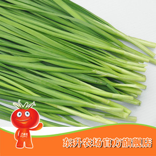  农场直供_东升无公害韭菜__新鲜韭菜 健康蔬菜 广东配送（150g）