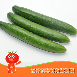  农场直供_无公害日本小青瓜_新鲜蔬菜 小青瓜 东升品质保证（300g