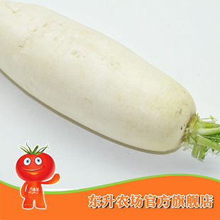  农场直供_东升白萝卜_冬吃萝卜大补 蔬菜大萝卜广州配送（1000g）