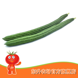  东升农场 绿色丝瓜_广东配送青菜_健康食品_绿色蔬菜丝瓜（500g）