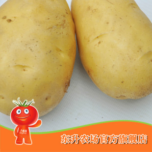  农场直供_东升土豆_青菜马铃薯 青菜薯仔 东升品质保证（500g）