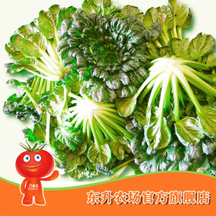  农场直供 东升塔古菜_青菜塔菜_健康食品_新鲜蔬菜广州配送（300g