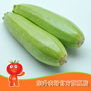  【东升农场】精品云南小瓜_青菜小瓜 新鲜蔬菜 _健康食品（500g）