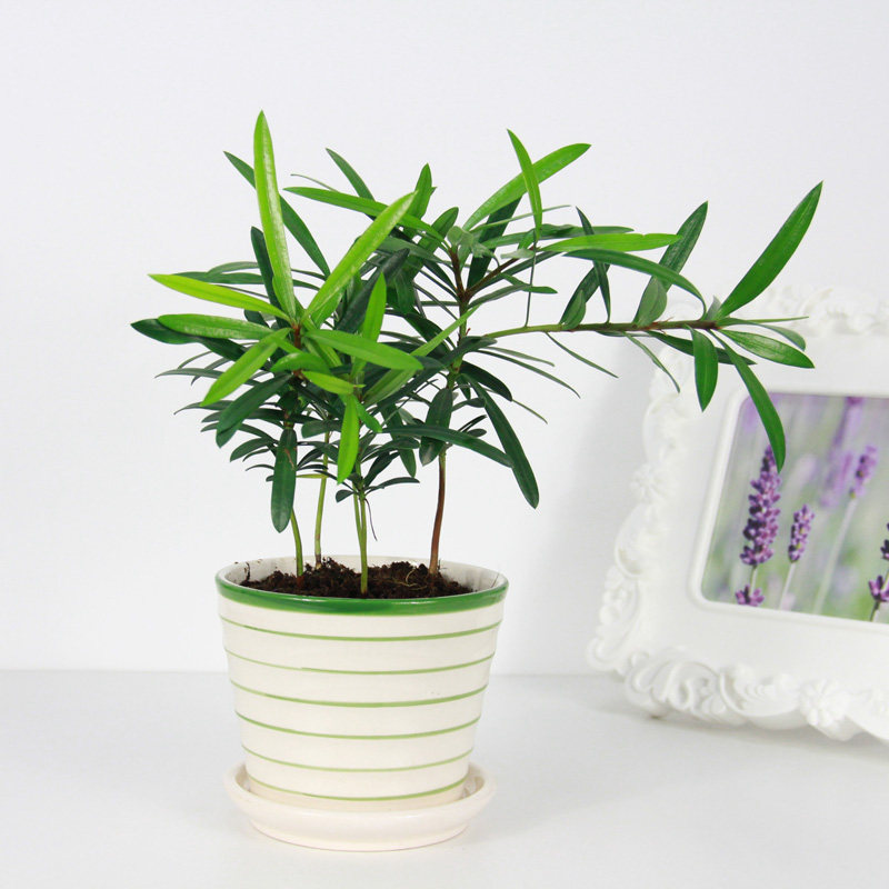绿色植物绿植盆栽室内防辐射除甲醛净化空气办公室创意花卉罗汉松