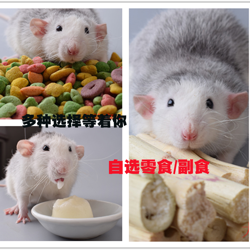 自选宠物零食 甜竹 花枝鼠兔子仓鼠面包虫鸡肉干蔬果片奶酪小鱼干在类目 宠物/宠物食品及用品, 其它宠物, 其它宠物中 - 来自Buy2taobao.com提供专业的淘宝代购服务