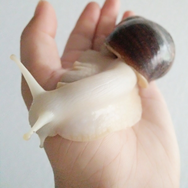 蜗牛 活体蜗牛 科学课观察用白玉蜗牛 学生上课观察蜗牛 宠物蜗牛在类目 宠物/宠物食品及用品, 其它宠物, 其它宠物中 - 来自Buy2taobao.com提供专业的淘宝代购服务