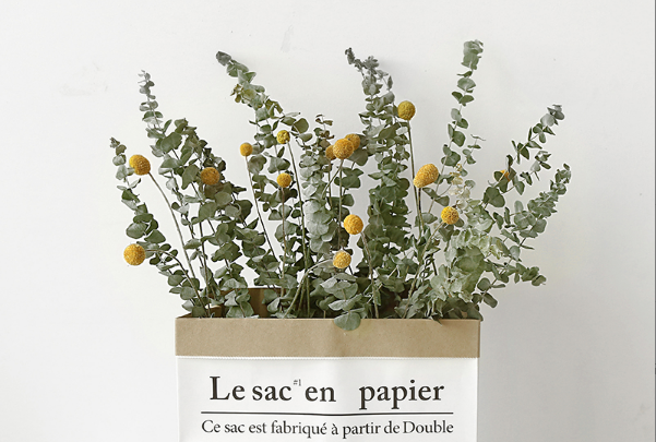 Eucalyptus Squid Leaf Market Showcase decorate ins Background photo diy Wall suspension Objectin the Home accessories , Vase/Flower/Artificial flowers/Imitation jewelry , Dried flowers/Petal/Dried package/Dry twigs category - from Buy2taobao.com to provide professional Taobao agent buy service