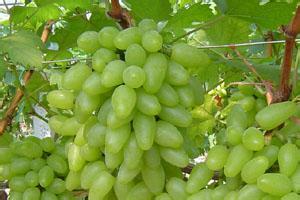 南非脆甜籽青提4.5KG装 无籽露 葡萄提子营养