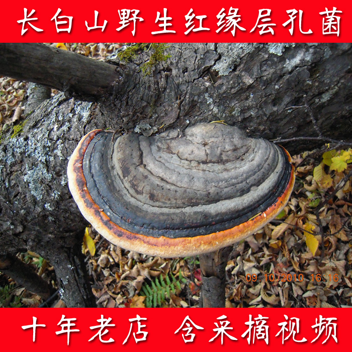 正宗长白山野生 红缘层孔菌 红缘拟层孔菌 50元一斤在类目 传统滋补营养品, 灵芝, 整枝灵芝中 - 来自Buy2taobao.com提供专业的淘宝代购服务