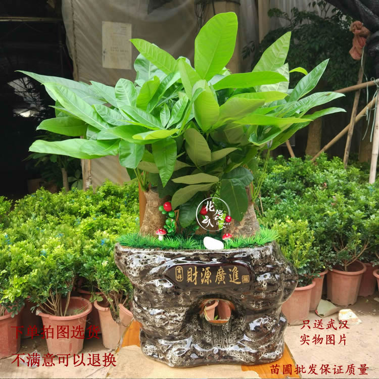 Pachira Wuhan Same city The opening Green plant high-grade Potted plant Pachira indoor a living room Office Plants and flowersin the Flower delivery/Flowers simulation/Plants gardening , Flowers/Potted plants (New) , Plants category - from Buy2taobao.com to provide professional Taobao agent buy service