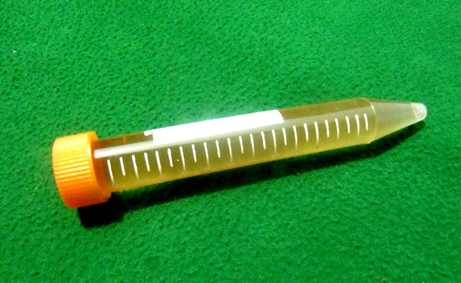 野生純蜂蜜15ml在類目 寵物/寵物食品及用品, 爬蟲/鳴蟲及其用品, 螞蟻中 - 來自Buy2taobao.com提供專業的淘寶代購服務