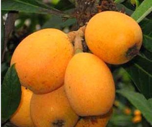 庭院果树苗子 大五星枇杷 枇杷 琵琶树 枇杷苗 