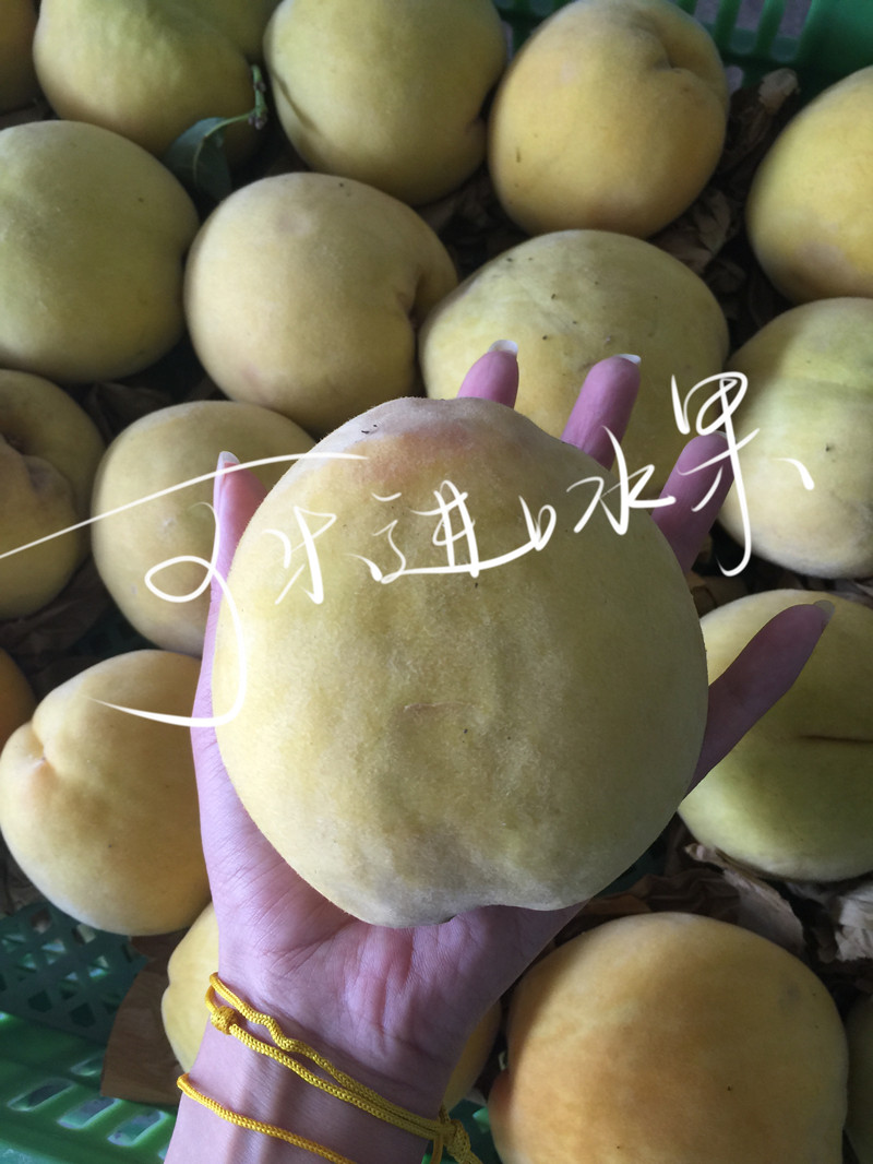 Can m Imported fruit Shanghai Fengxian Bright Fairview Peach Orchard Straight hair Peach Full container 7 pounds Gross weightin the Aquatic meat/Fresh fruits and vegetables/Cooked , Fresh fruit , Peach category - from Buy2taobao.com to provide professional Taobao agent buy service