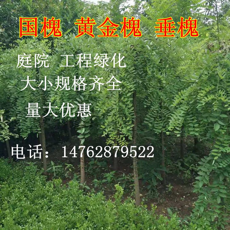 国槐树苗黄金槐垂槐龙爪槐刺槐庭院工程绿化树苗在类目 鲜花速递/花卉仿真/绿植园艺, 花园植物/行道树/果树, 行道树/乔木中 - 来自Buy2taobao.com提供专业的淘宝代购服务