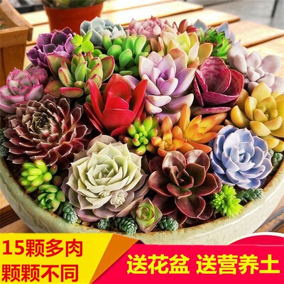 15颗多肉植物 趣味组合盆栽 超萌多肉办公室内绿植盆栽花