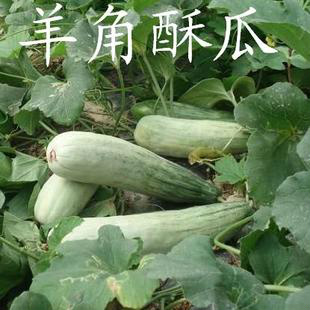 特大羊角脆种子 羊角蜜甜瓜 甜脆羊角脆(蜜) 甜