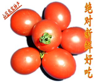  特价特卖 新鲜圣女果 小西红柿 新鲜果品 富含vc 天津蓟县特产店