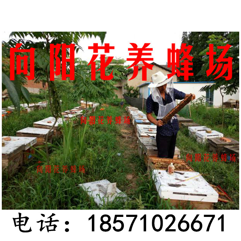 蜜蜂意蜂群 种蜂王 活体 低价出售 邮寄|ruв категории животное/Животное питание и принадлежностей, других домашних животных, других домашних животных - от Buy2taobao.com для оказания профессиональной услуги покупки агента Taobao