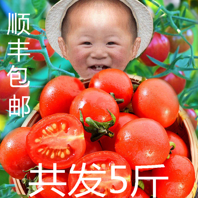 新鲜水果包邮5斤 千禧圣女果樱桃小西红柿时令农家小番茄自然成熟