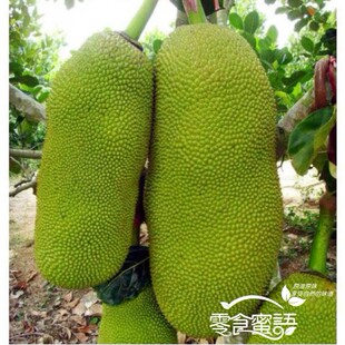  海南三亚新鲜水果|新鲜菠萝蜜、木菠萝|马来西亚6号 20斤起拍包邮