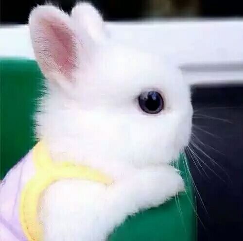 Dwarf teacup Bunny living thing small-scale Begonia Bunny Water hyacinth Shih Tzu teacup Not veryin the Pet/Pet food and supplies , Rabbits and supplies , Rabbit category - from Buy2taobao.com to provide professional Taobao agent buy service