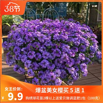 美女樱盆栽细叶美女樱庭院花园阳台开花不断植物多年生耐寒花期长