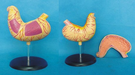 胃解剖 胃脏 教学 教仪 人体 内脏 医用 医学 模型