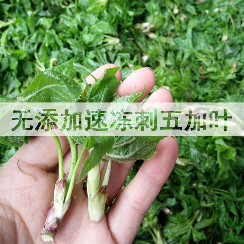 长白山野菜速冻刺五加叶新鲜的坎拐棒子老虎潦500克 满2份包邮在类目 水产肉类/新鲜蔬果/熟食, 新鲜蔬菜/蔬菜制品, 新鲜蔬菜, 其它中 - 来自Buy2taobao.com提供专业的淘宝代购服务