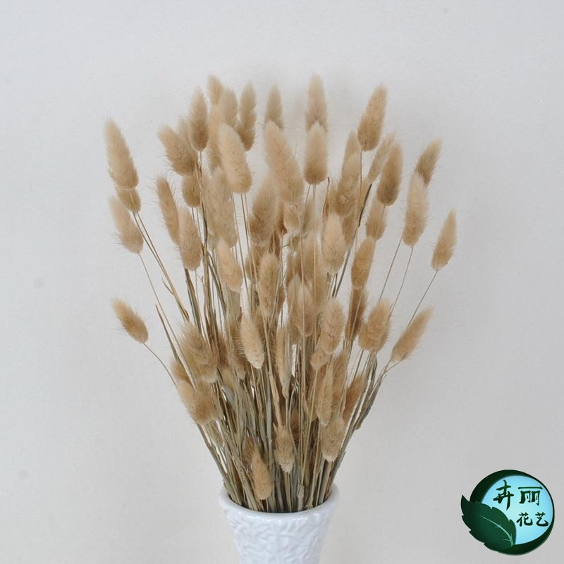 狗尾巴草干花家居摆设小清新装饰ins客厅卧室简约干花干草兔尾草|msdalam kategori Aksesori rumah, pasu/bunga/bunga tiruan/perhiasan imitasi, bunga kering/Petal/pakej bunga kering/ranting kering - dari Buy2taobao.com untuk memberikan perkhidmatan ejen Taobao profesional membeli