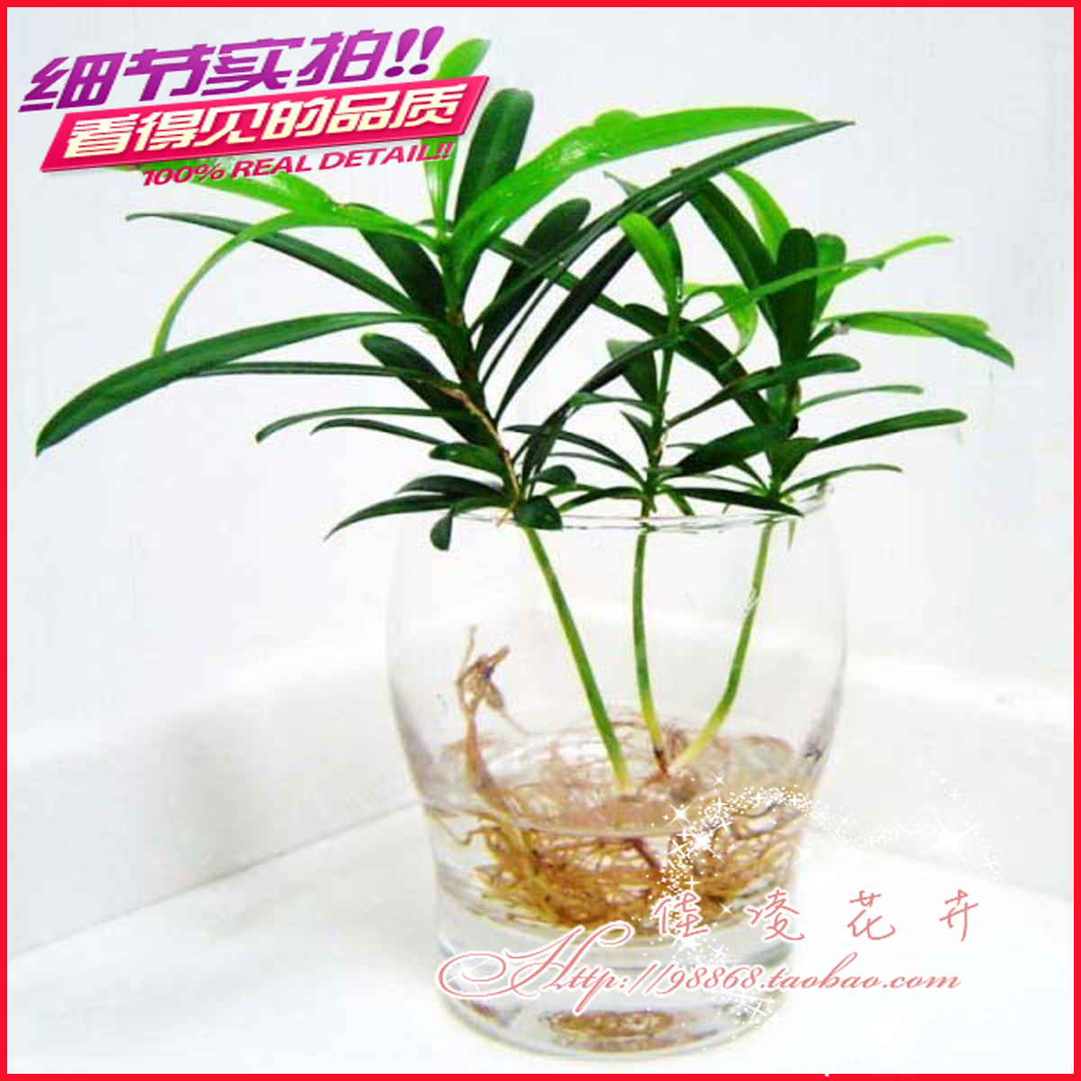 水培植物 净化空气 小森林盆栽 罗汉松带盆 水培花卉