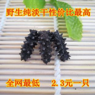  宝宝抵抗力/海参干货/纯野生淡干/刺参/小海参2cm/特价2.3元一只