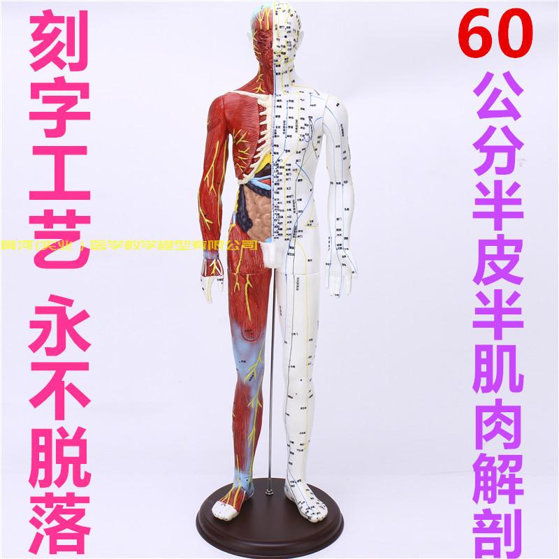 Lettering high definition Body points Model Acupuncture massage teaching 60CM Half leather muscle anatomy acupuncturein the Toy/Childs/Puzzle/Building block/Model , Static model , Other model toys category - from Buy2taobao.com to provide professional Taobao agent buy service