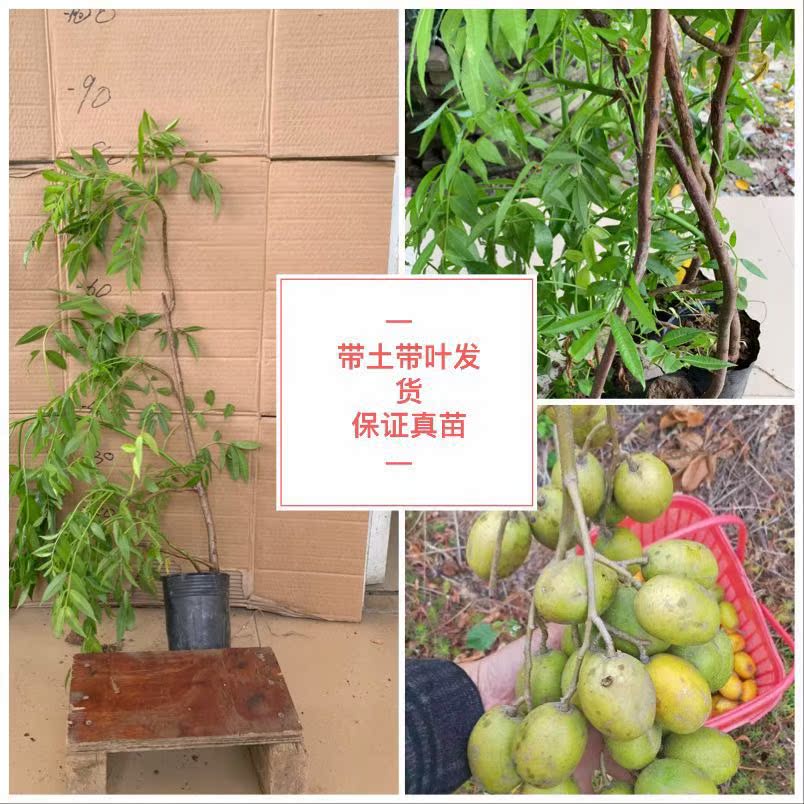 果树苗太平洋橄榄树苗甜橄榄南洋橄榄树苗南北栽种带原土发货在类目 鲜花速递/花卉仿真/绿植园艺, 花园植物/行道树/果树, 果树中 - 来自Buy2taobao.com提供专业的淘宝代购服务