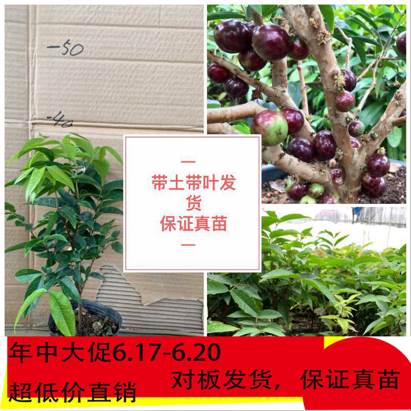艾斯卡嘉宝果猩红红钻嘉宝果嘉宝果树葡萄果树苗带土带叶嘉宝果苗|msdalam kategori penghantaran bunga/bunga simulasi/tumbuhan berkebun, 花园植物/行道树/果树, 果树 - dari Buy2taobao.com untuk memberikan perkhidmatan ejen Taobao profesional membeli