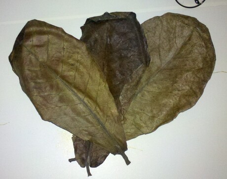 【果果斗鱼】- 泰国进口斗鱼 榄仁叶懒人叶