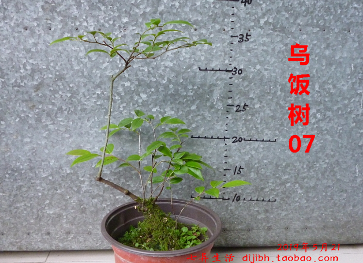 (1)乌饭树盆景小盆栽 自然老桩大桩盆栽连盆土盆景 桌面盆景盆栽在类目 鲜花速递/花卉仿真/绿植园艺, 花卉/绿植盆栽(新), 绿植中 - 来自Buy2taobao.com提供专业的淘宝代购服务