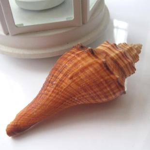 Xiangluo natural shell Conch Coral Platform Home Furnishing decorate Collection fish tank DIY Aquarium fish tankin the Home accessories , Creative Jewelry , Conch/Shell/Coral category - from Buy2taobao.com to provide professional Taobao agent buy service